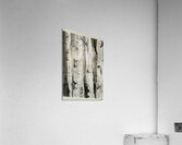 Birch Trees 5 Acrylic Print