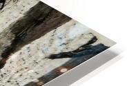 Birch Trees 5 HD Metal print