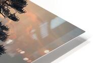 Bonzai Bliss HD Metal print