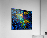Tangled Transformation 3 Acrylic Print