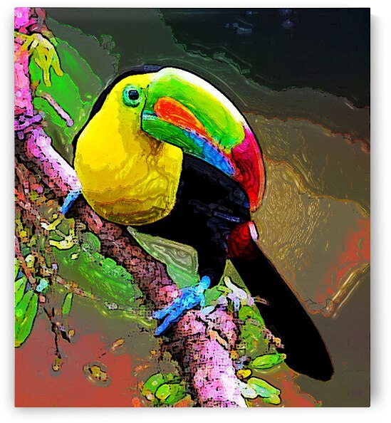 KEEL BILLED TOUCAN 3 by Aldane Wynter