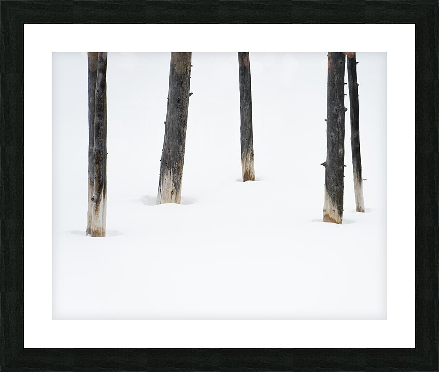 Winter Bobby Sock Trees  Picture Frame print