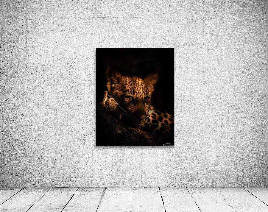 Leopard Cub Portrait Wall Preview
