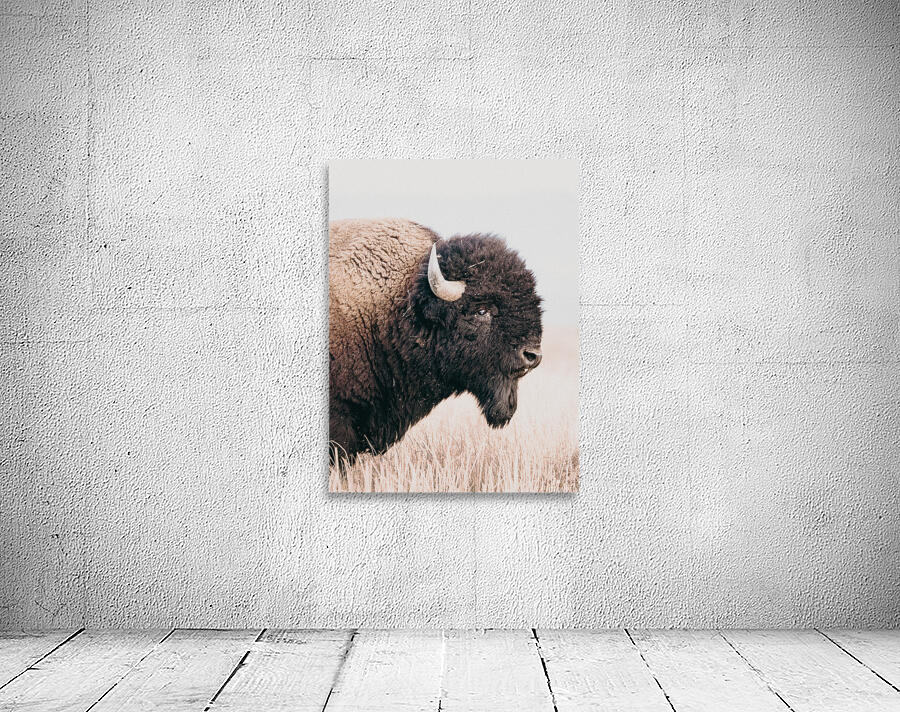 Bison Portriat Wall Preview