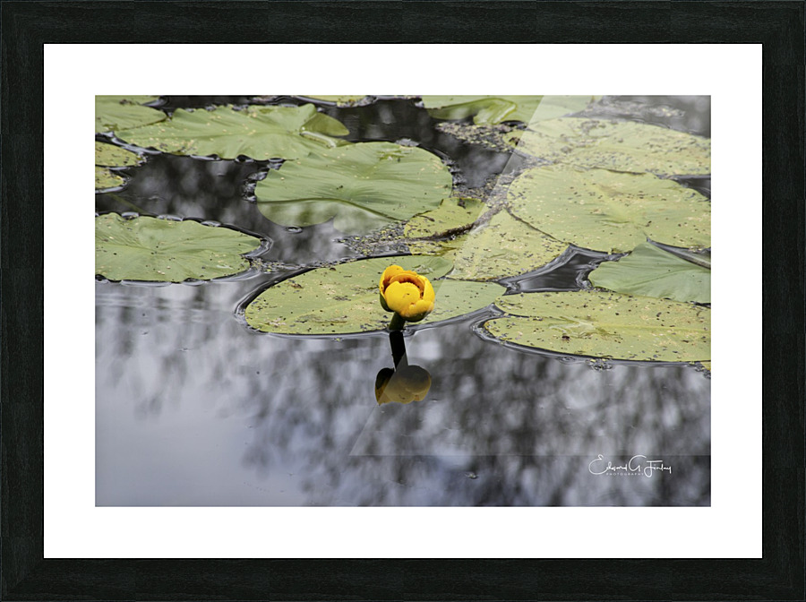 Water Lily Picture Frame print