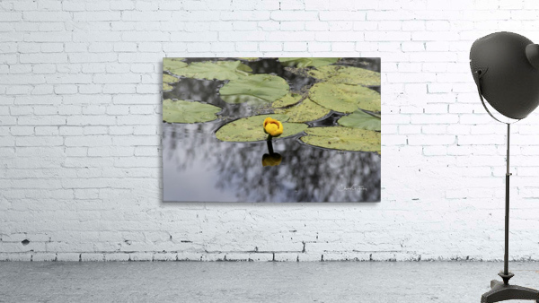 Water Lily Wall Preview