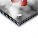 Red heart shaped leaf Acrylic print
