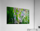 Spring dream Acrylic Print