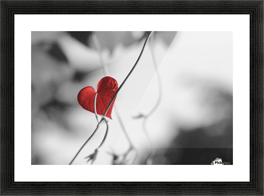 Red heart shaped leaf Picture Frame print