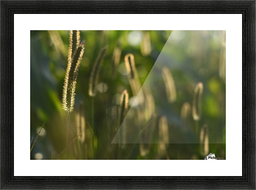 Glowing field grass Picture Frame print