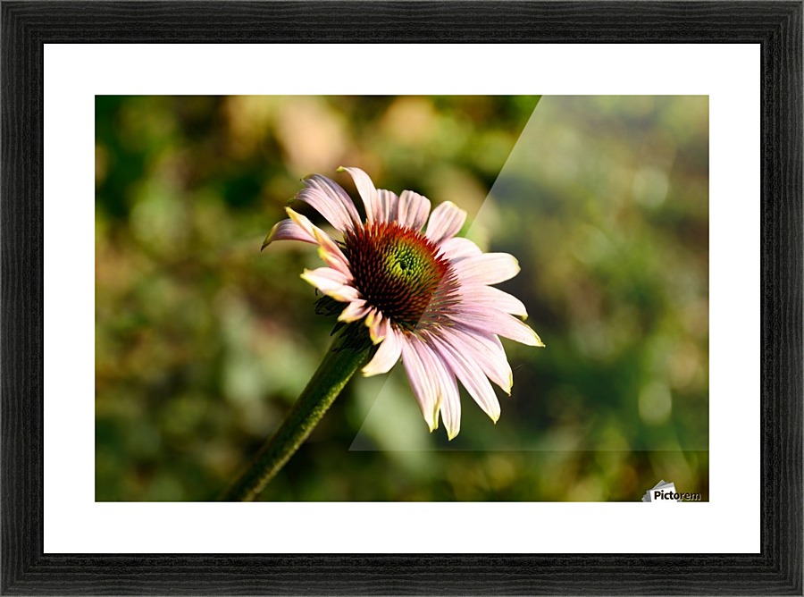 Autumn Echinacea Picture Frame print