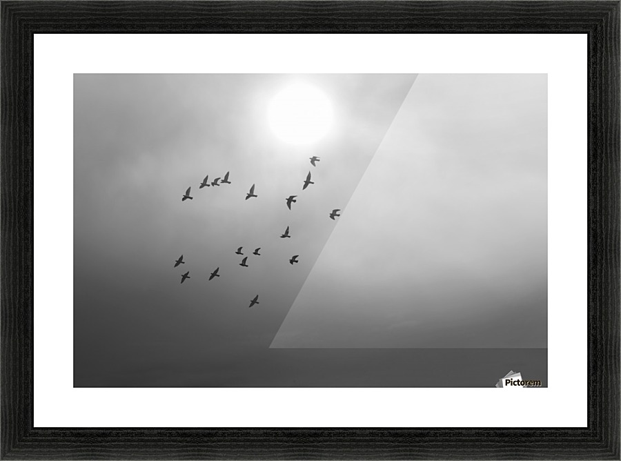 Doves daily flight routine Picture Frame print