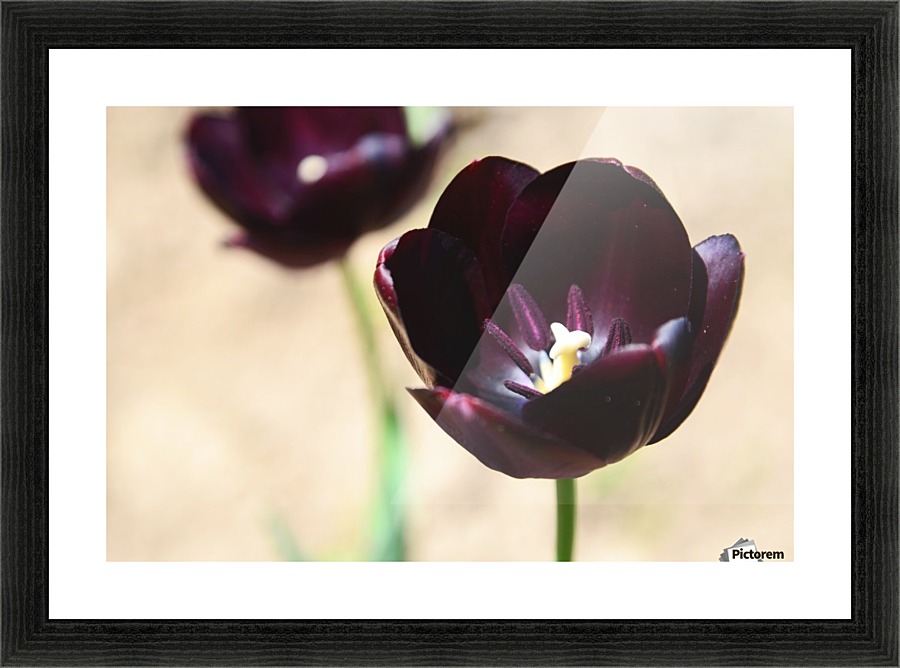 Solar cups Picture Frame print