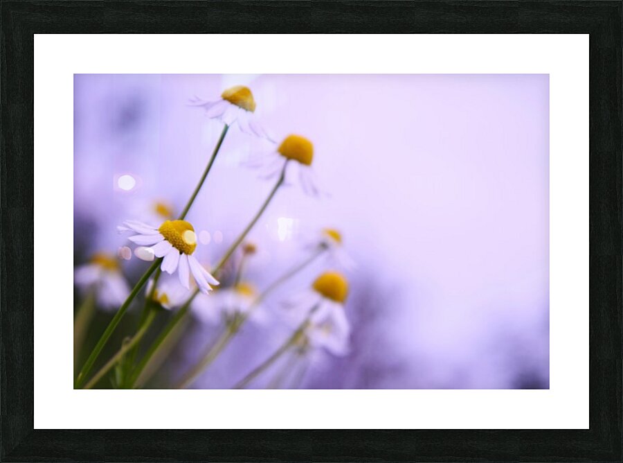 Chamomile in spring Picture Frame print