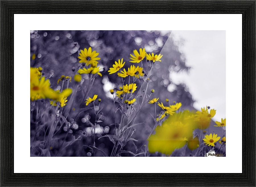 Still yellow Picture Frame print