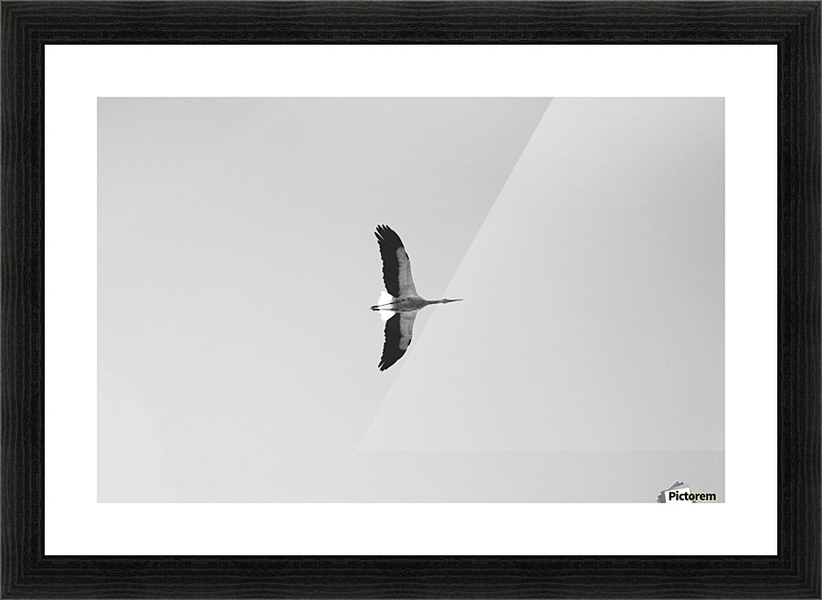 Accolade Picture Frame print