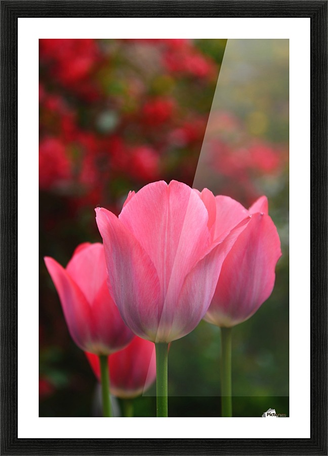 Pink queens Picture Frame print