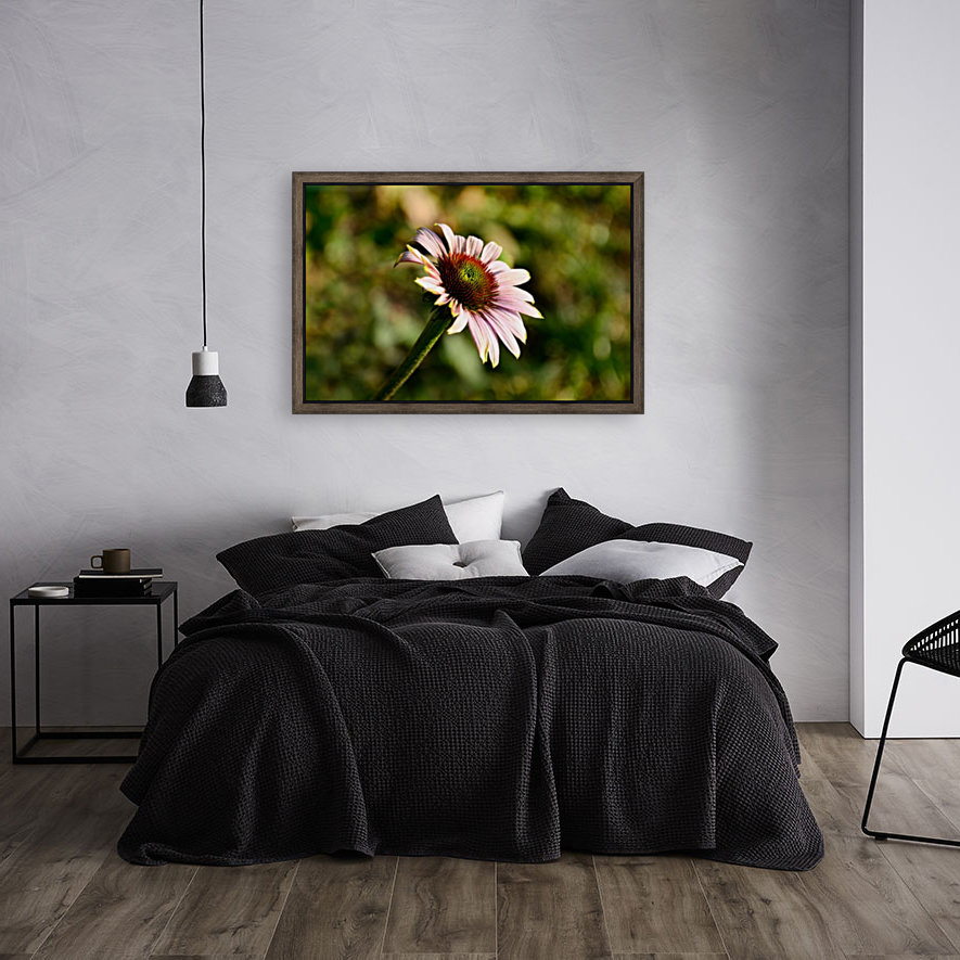 Autumn Echinacea Reproduction