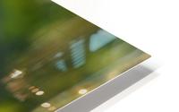 Glowing field grass HD Metal print