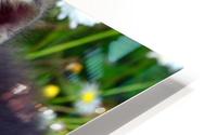 Smell the grass HD Metal print