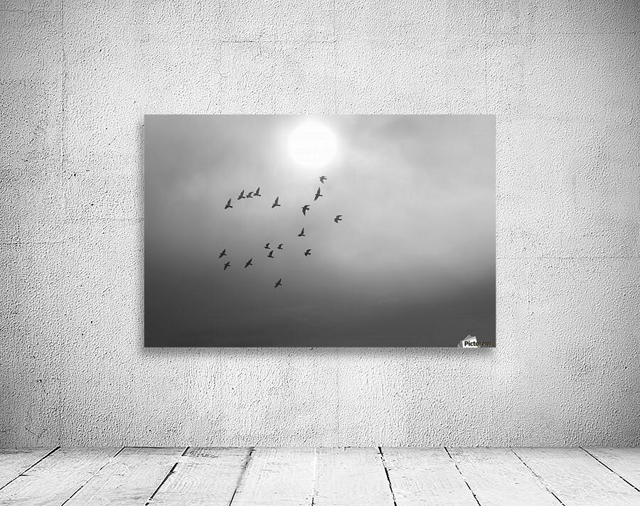 Doves daily flight routine Wall Preview