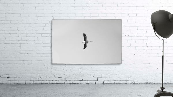 Accolade Wall Preview