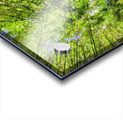 Bamboo forest Acrylic print