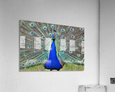Peacock display Acrylic Print