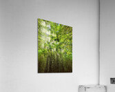 Bamboo forest Acrylic Print