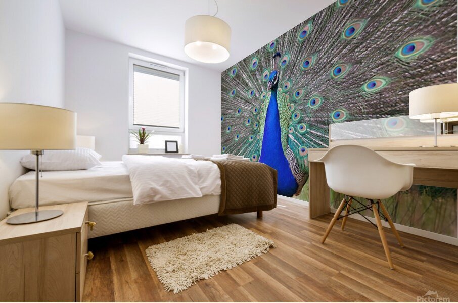Peacock display Mural print