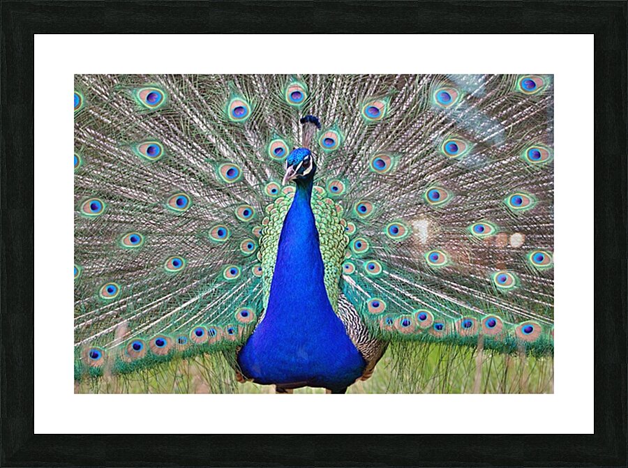 Peacock display Picture Frame print