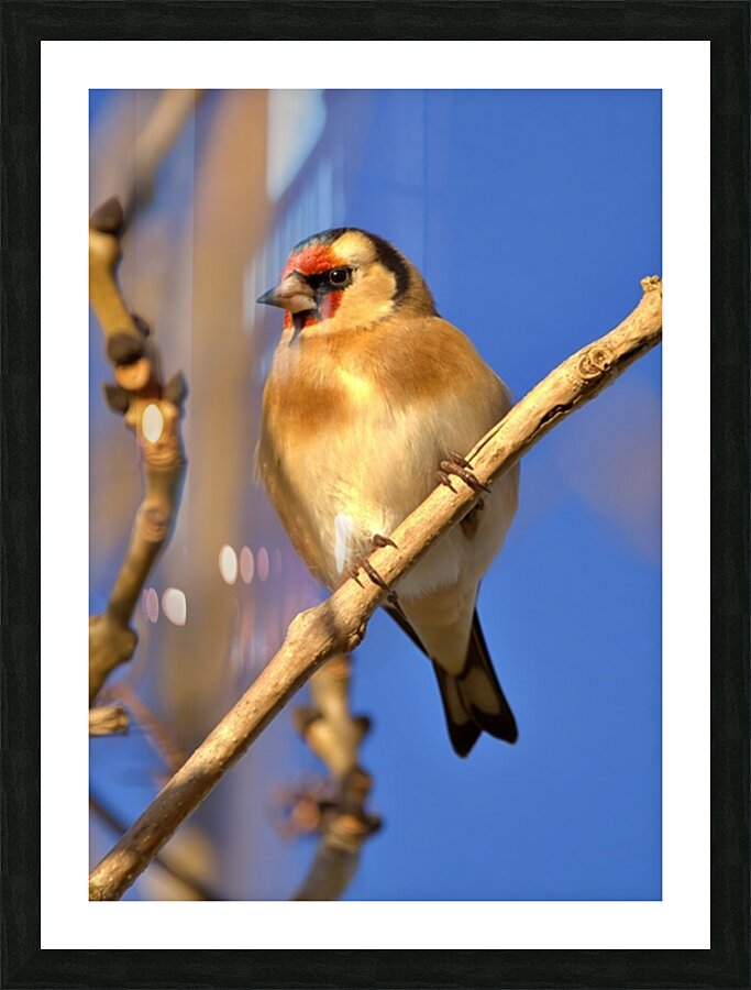 Goldfinch  Picture Frame print