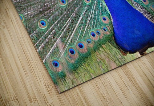 Peacock display Antony Robinson puzzle