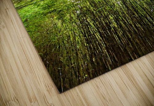 Bamboo forest Antony Robinson puzzle