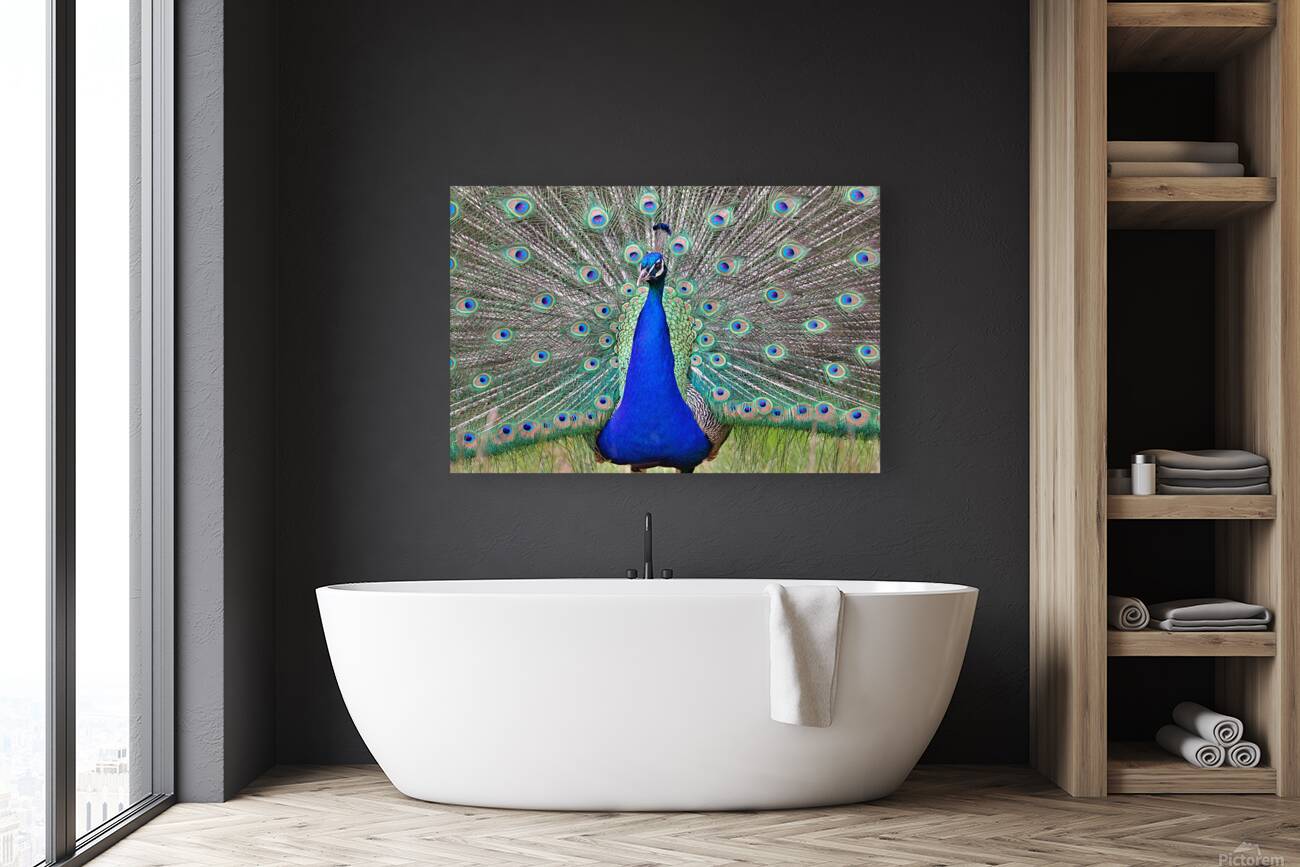 Peacock display Reproduction