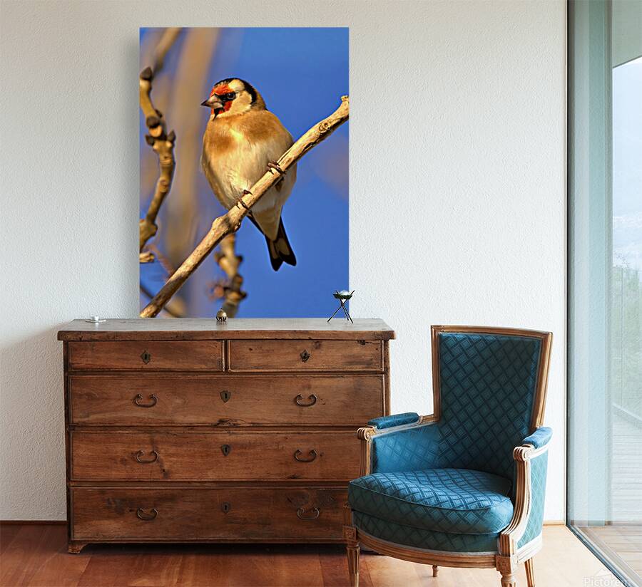 Goldfinch  Reproduction