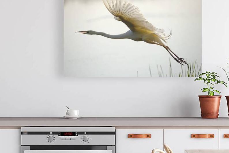 Great white egret taking off by Antony Robinson