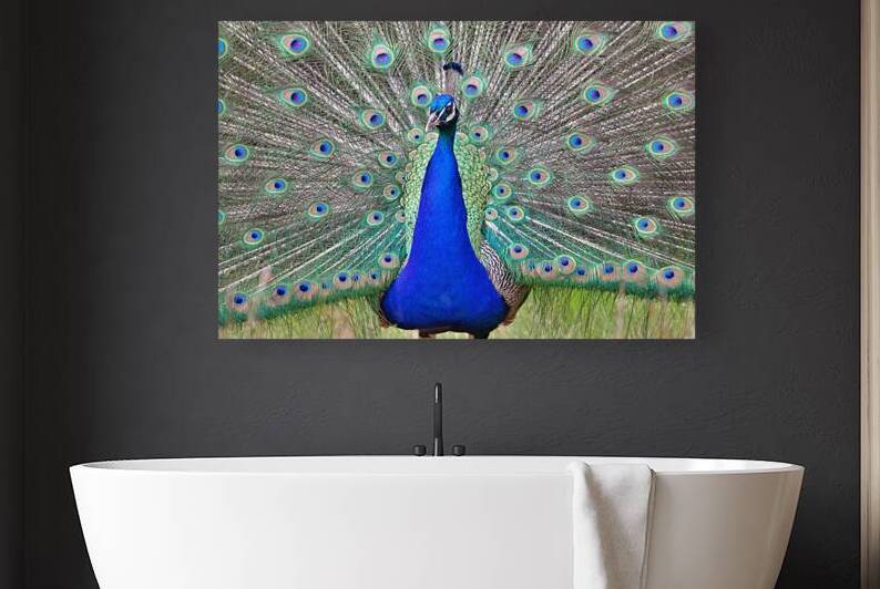 Peacock display by Antony Robinson