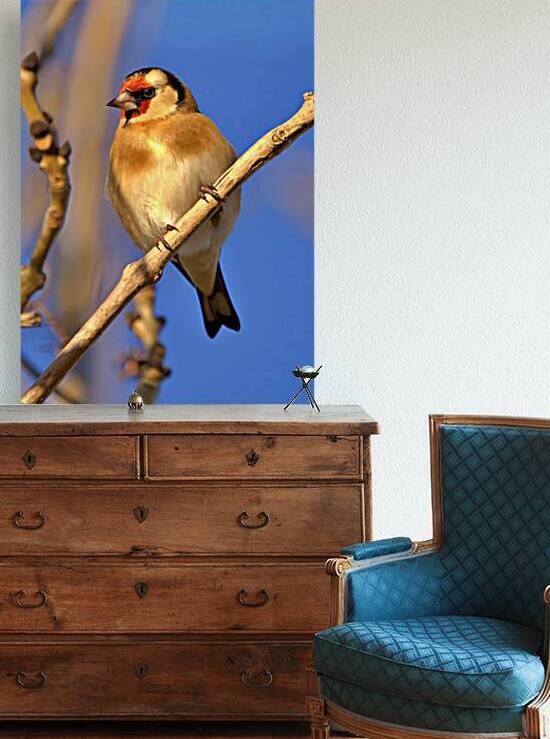 Goldfinch  Reproduction