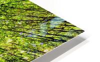 Bamboo forest HD Metal print