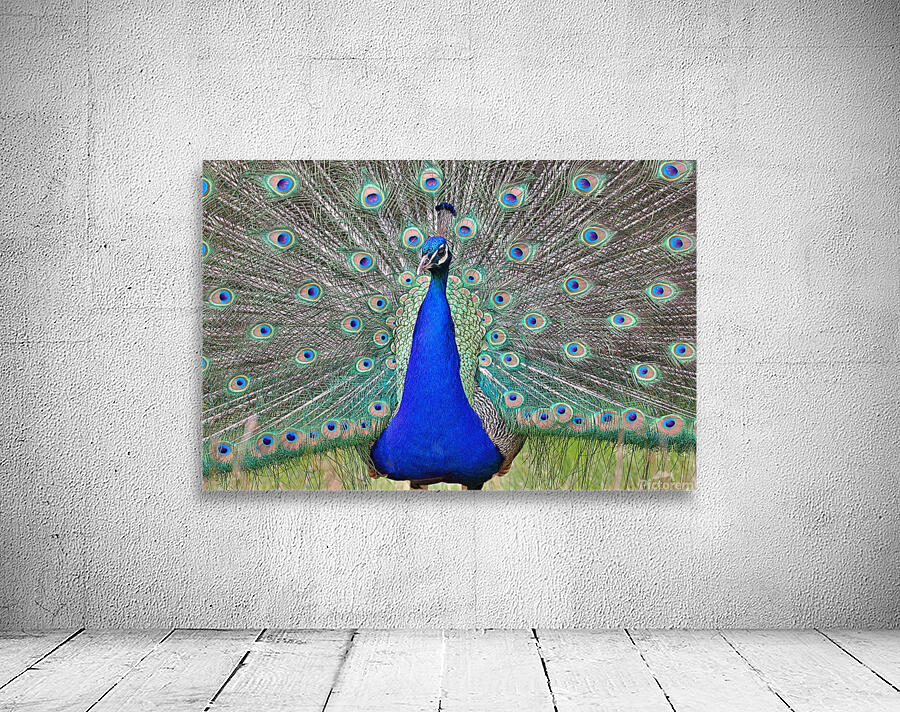 Peacock display Wall Preview
