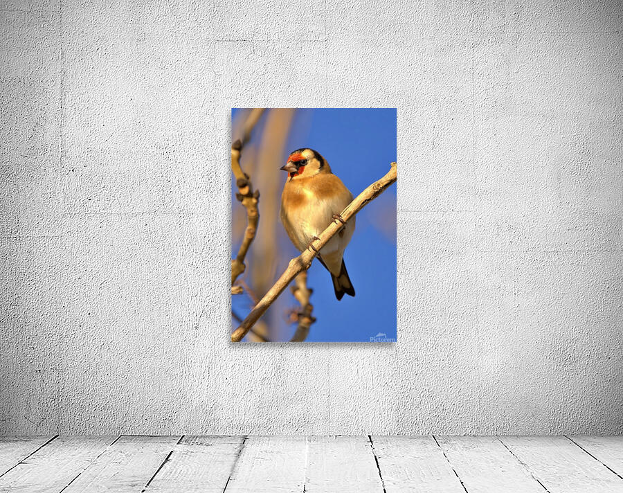 Goldfinch  Wall Preview