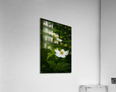 Anemone du Canada Acrylic Print