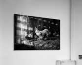 Basse cour Acrylic Print
