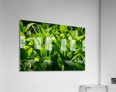 Beaute fatale Acrylic Print