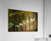 Cassandre calicule Acrylic Print