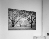 Vieille branche Acrylic Print
