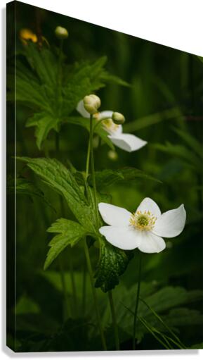 Anemone du Canada Canvas Print
