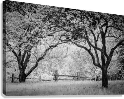 Vieille branche Canvas Print