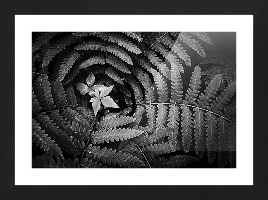 Alcove Picture Frame print